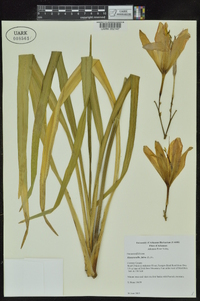 Hemerocallis fulva image