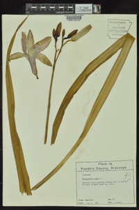 Hemerocallis fulva image