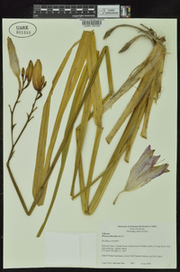 Hemerocallis fulva image