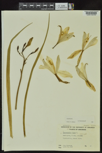 Hemerocallis flava image