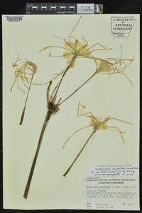 Hymenocallis occidentalis var. eulae image