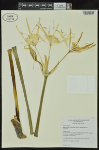 Hymenocallis occidentalis image