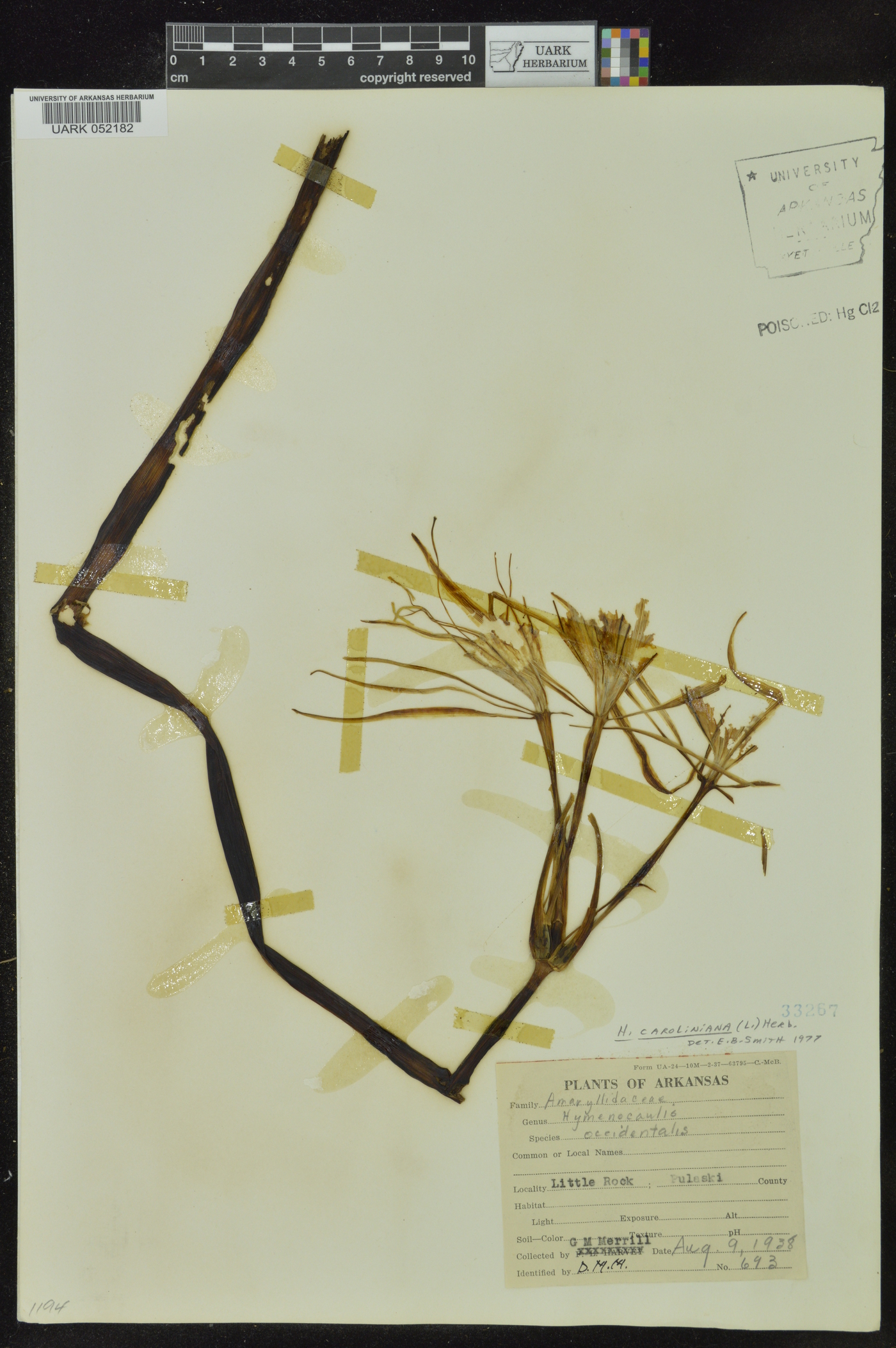 Hymenocallis occidentalis var. occidentalis image