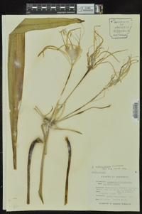 Hymenocallis coronaria image