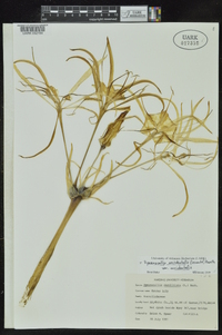 Hymenocallis occidentalis image