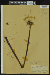 Hymenocallis liriosme image