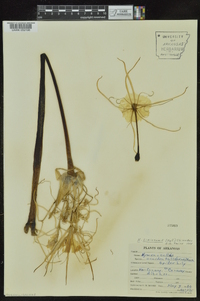 Hymenocallis liriosme image