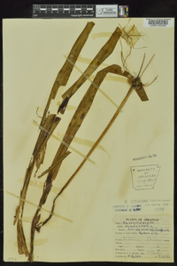 Hymenocallis liriosme image