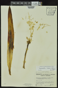 Hymenocallis liriosme image