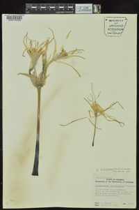 Hymenocallis liriosme image