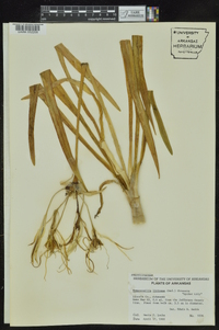 Hymenocallis liriosme image