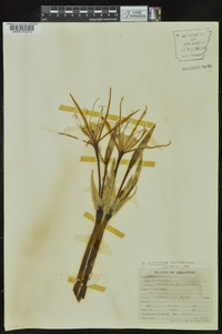 Hymenocallis liriosme image