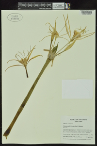 Hymenocallis liriosme image