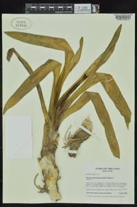 Hymenocallis liriosme image