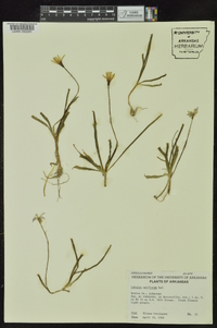 Tristagma uniflorum image