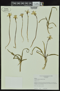 Tristagma uniflorum image