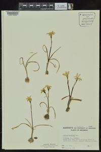 Tristagma uniflorum image