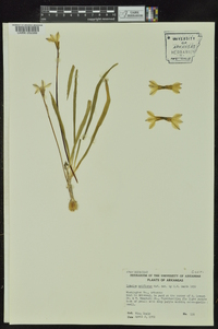 Tristagma uniflorum image