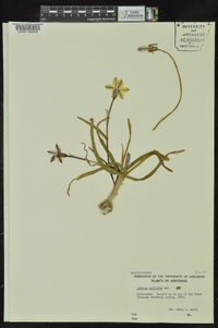 Tristagma uniflorum image