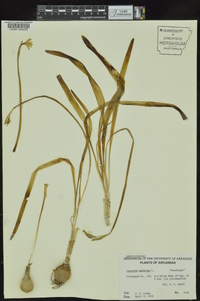 Leucojum aestivum image