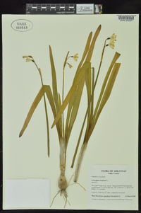 Leucojum aestivum image