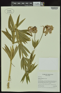 Lilium michiganense image