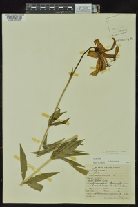 Lilium michiganense image