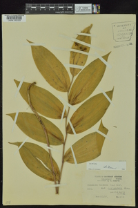 Maianthemum racemosum subsp. racemosum image