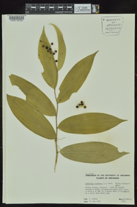 Maianthemum racemosum subsp. racemosum image