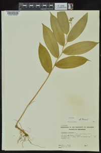 Maianthemum racemosum subsp. racemosum image