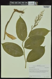 Maianthemum racemosum subsp. racemosum image