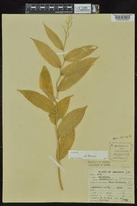 Maianthemum racemosum subsp. racemosum image