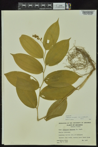 Maianthemum racemosum subsp. racemosum image