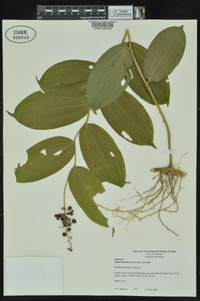 Maianthemum racemosum subsp. racemosum image