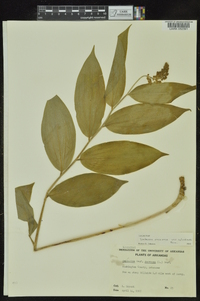 Maianthemum racemosum subsp. racemosum image