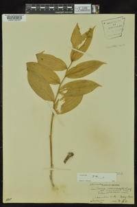 Maianthemum racemosum subsp. racemosum image