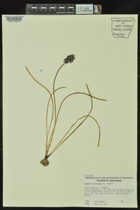 Muscari botryoides image