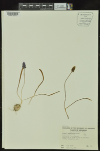 Muscari botryoides image