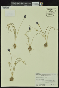 Muscari neglectum image