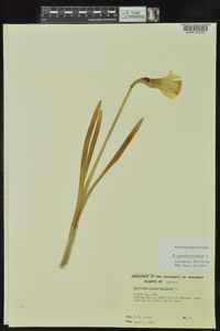 Narcissus pseudonarcissus image