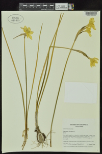 Narcissus x odorus image