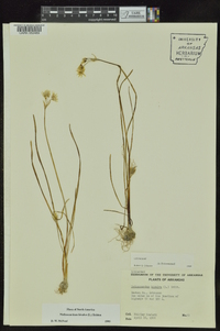 Nothoscordum bivalve image