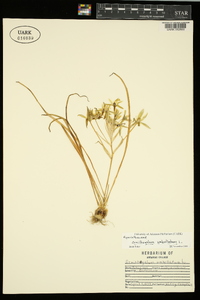 Ornithogalum umbellatum image