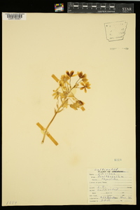 Ornithogalum thyrsoides image