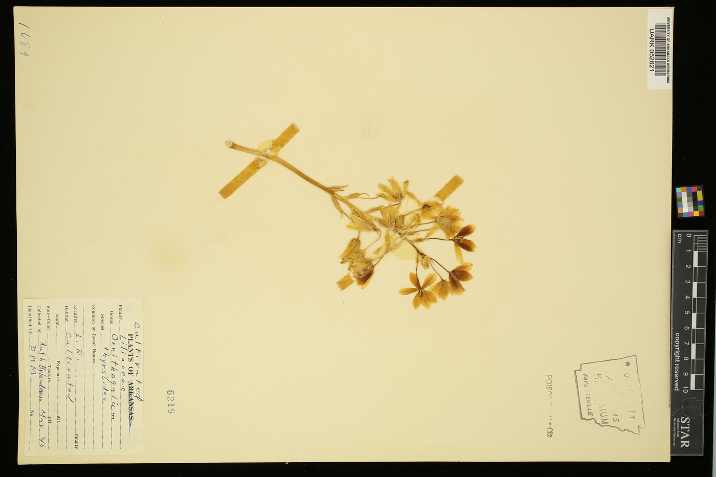 Ornithogalum thyrsoides image