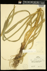 Stenanthium gramineum image