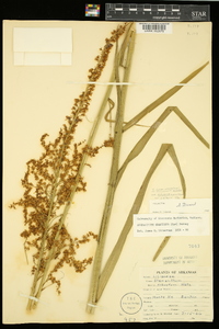 Stenanthium gramineum image