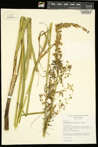 Stenanthium gramineum image