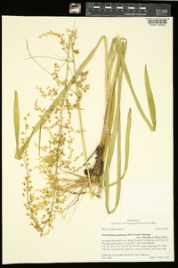 Stenanthium gramineum image