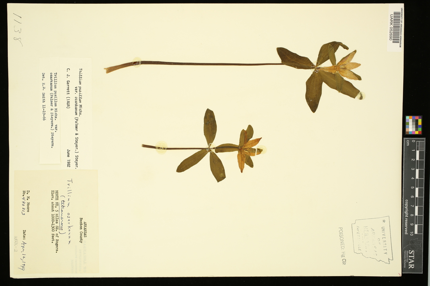 Trillium pusillum var. ozarkanum image